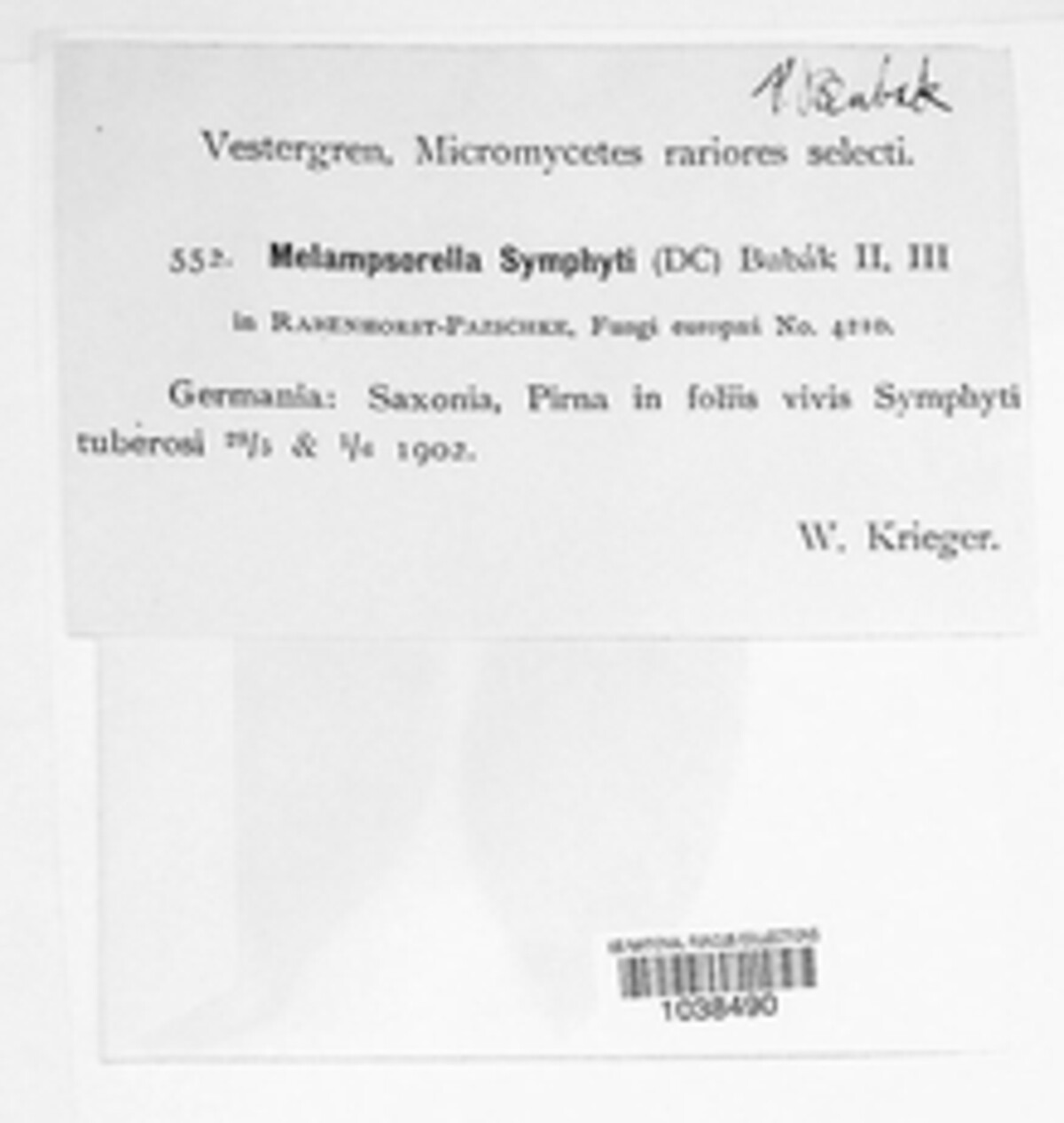 Pucciniastrum symphyti image